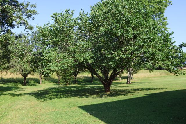 332 Hazeltine Dr, Gallatin, TN 37066