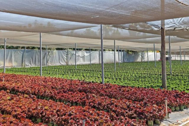 787 Cassou Road, San Marcos, CA 92069