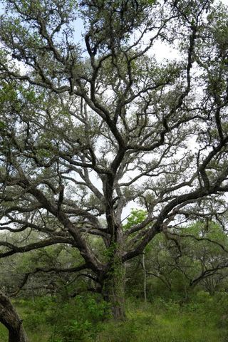 0 Shorebird Lane, Columbus, TX 78934