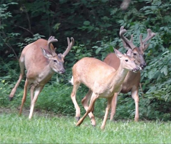 403 N Stringer Road N, Canton, GA 30115