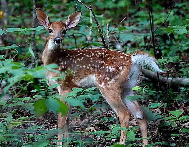 403 N Stringer Road N, Canton, GA 30115