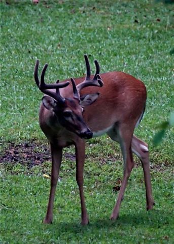 403 N Stringer Road N, Canton, GA 30115