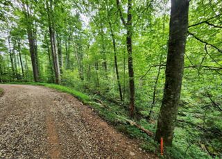 2B Poplar Cove, Suches, GA 30572