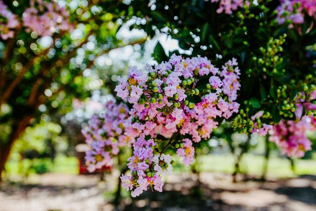 204 E Lakeshore DR, Dripping Springs, TX 78620