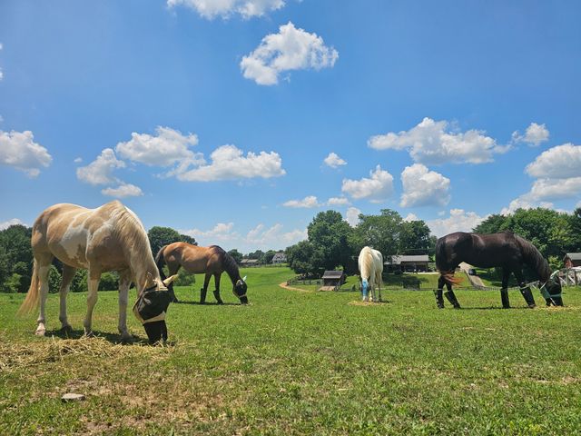 175 Bettis Rd, Lebanon, TN 37090
