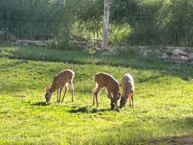 248 N Haigler Drive, Young, AZ 85554