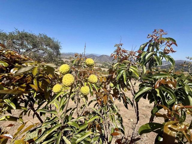 Hawks View, Fallbrook, CA 92028