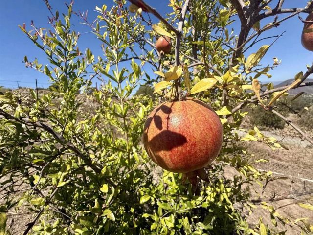 Hawks View, Fallbrook, CA 92028
