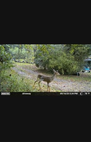 1150 Bell Hollow Rd, Vanleer, TN 37181
