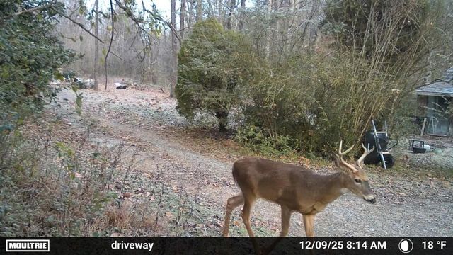 1150 Bell Hollow Rd, Vanleer, TN 37181