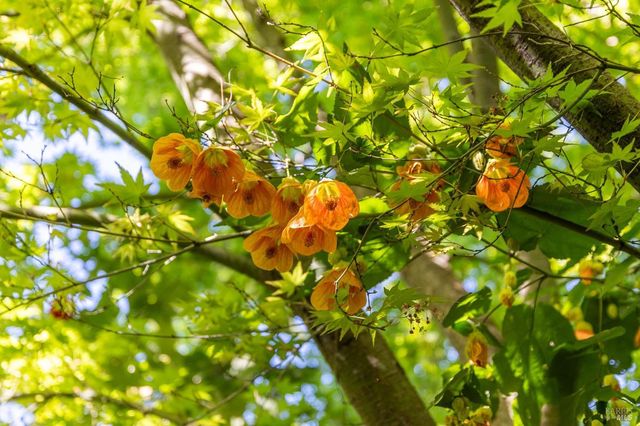 614 Deerfield Ln, Petaluma, CA 94952