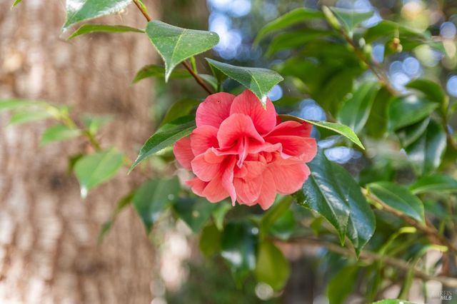 614 Deerfield Ln, Petaluma, CA 94952