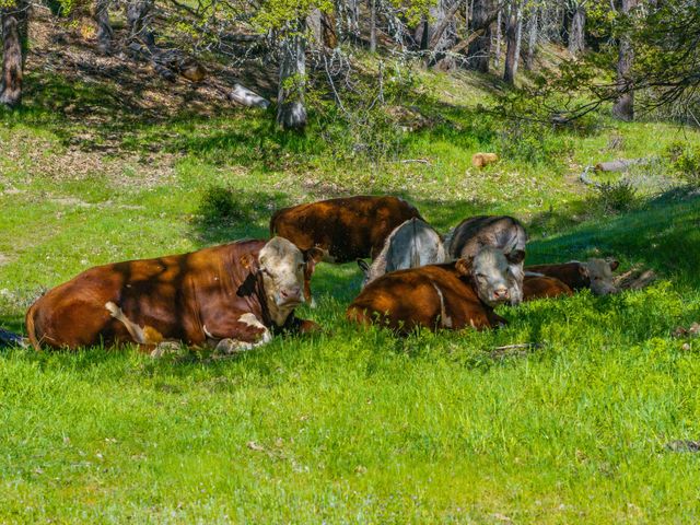 6790 Rush Creek Road, Lewiston, CA 96052