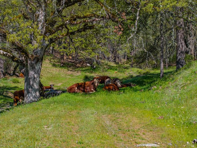 6790 Rush Creek Road, Lewiston, CA 96052