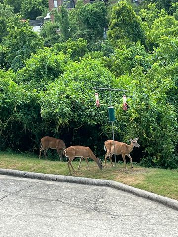 150 Sunken Forest Drive 10-245, Forsyth, MO 65653