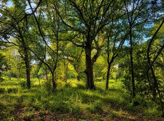 3288 County Road 136, Whitesboro, TX 76273
