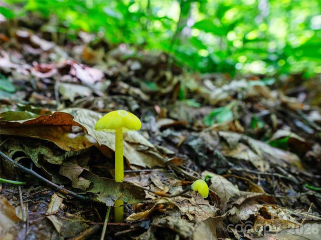 0000 Deep Gap Road, Burnsville, NC 28714