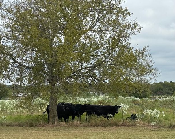 6096 Abner Road, Terrell, TX 75161