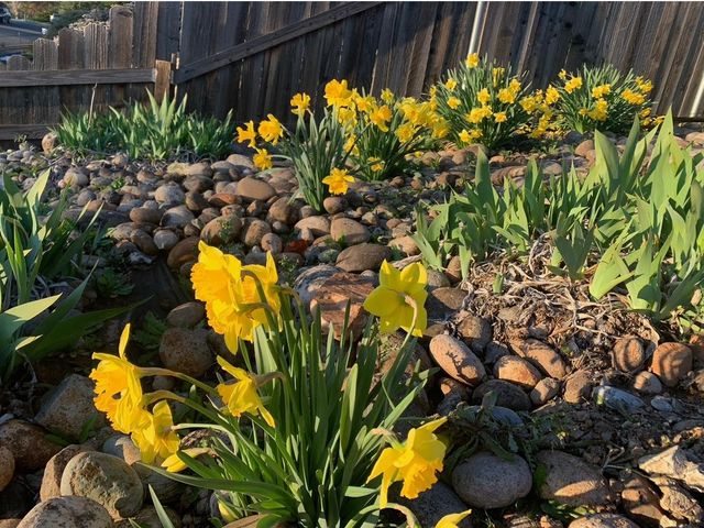 2367 Ponderosa Rd, Rescue, CA 95672