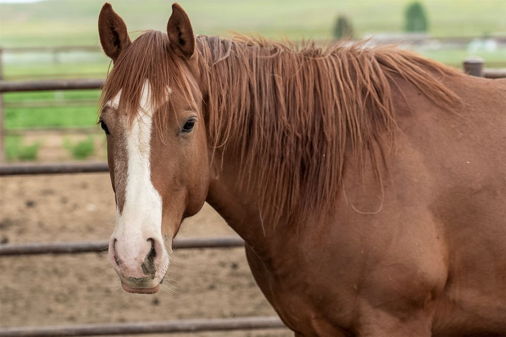 45331 Turnquist Road, Ronan, MT 59864 photo 67