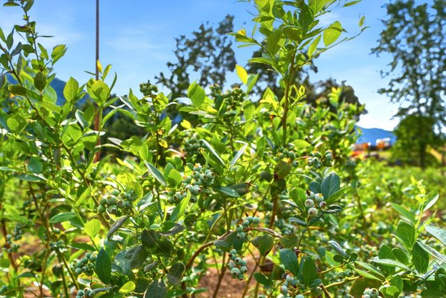 39348 Dunlap Road, Yokuts Valley, CA 93675