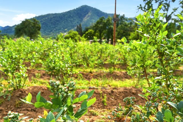 39348 Dunlap Road, Yokuts Valley, CA 93675