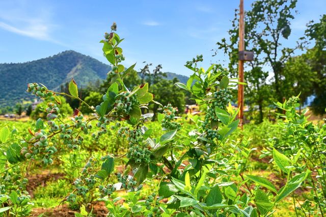 39348 Dunlap Road, Yokuts Valley, CA 93675