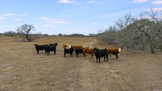 000 County Road 454, Stockdale, TX 78160