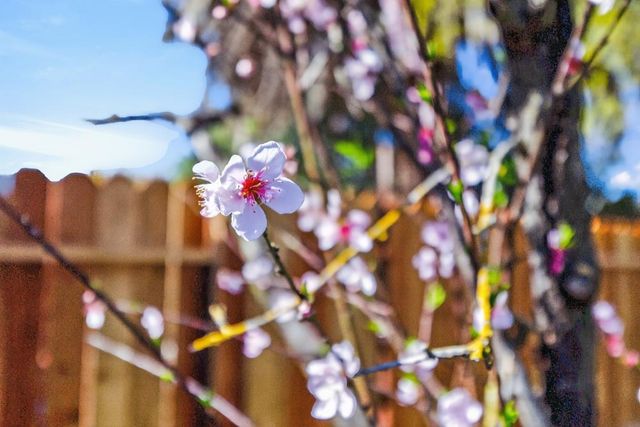 4312 Rosecreek Ct, Sacramento, CA 95826