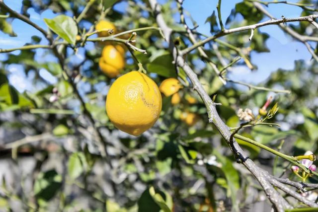 4312 Rosecreek Ct, Sacramento, CA 95826