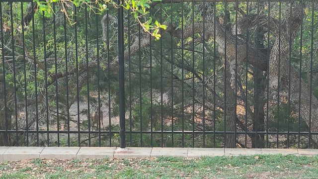 12727 Gruene Pass, San Antonio, TX 78253