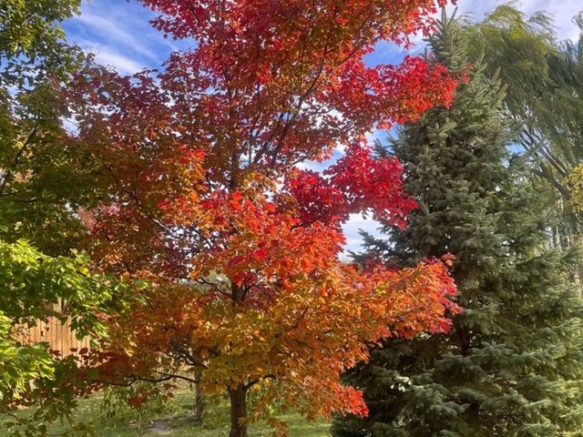 4709 W Iris Lane, Monee, IL 60449