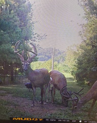 111 Gus Wallace Rd, Bumpus Mills, TN 37028