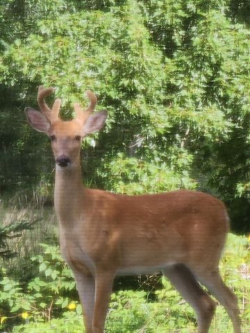 19820 Ivey Road, Chelsea, MI 48118