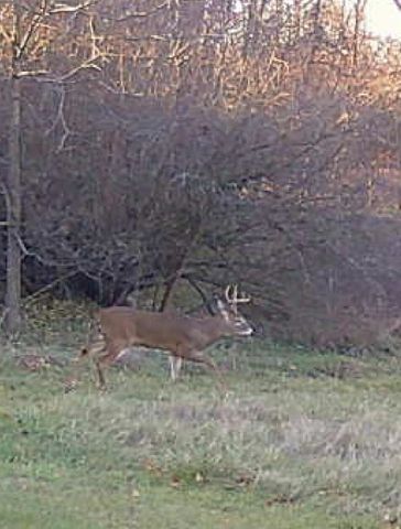 19820 Ivey Road, Chelsea, MI 48118