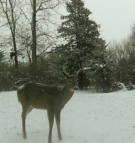 19820 Ivey Road, Chelsea, MI 48118