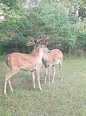 19820 Ivey Road, Chelsea, MI 48118