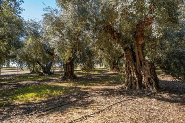 24840 South, Corning, CA 96021