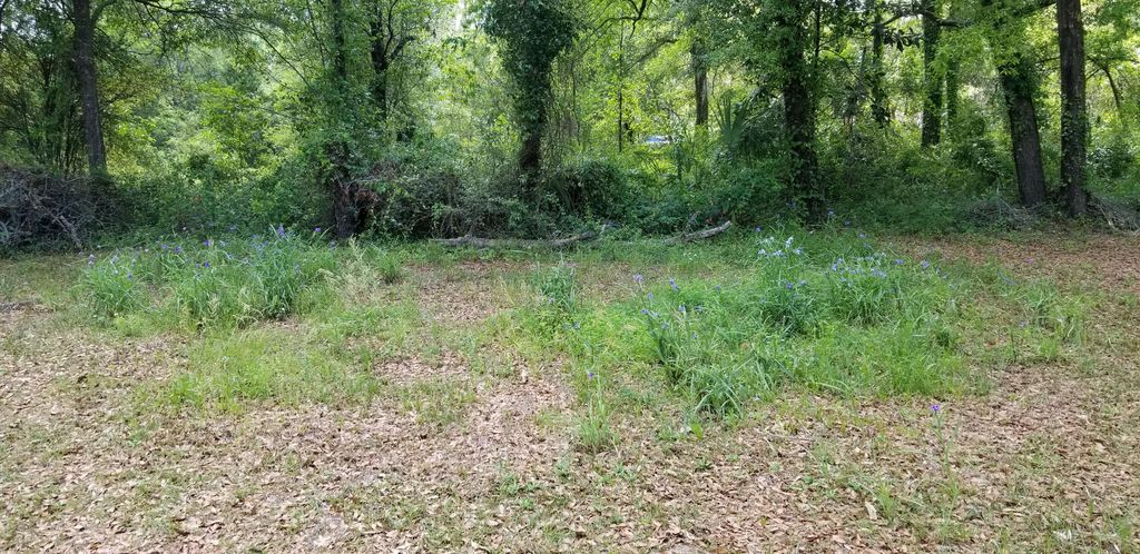 0 Rabb Street, Walterboro, SC 29488