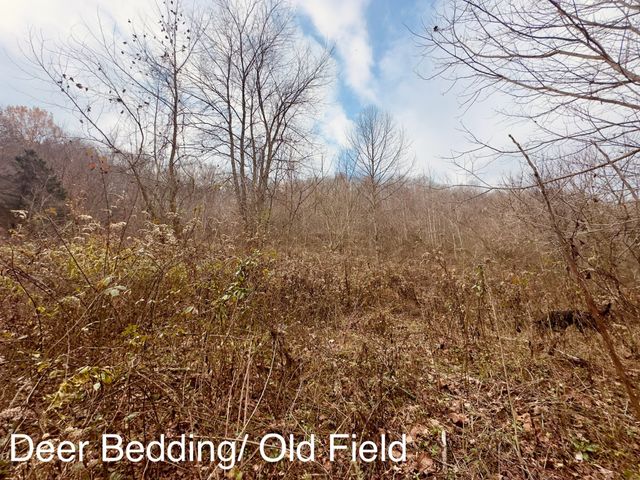 1611 Knob Creek Rd, Celina, TN 38551