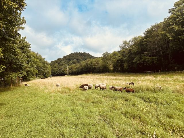 1611 Knob Creek Rd, Celina, TN 38551