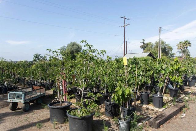 3129 Reche, Fallbrook, CA 92028