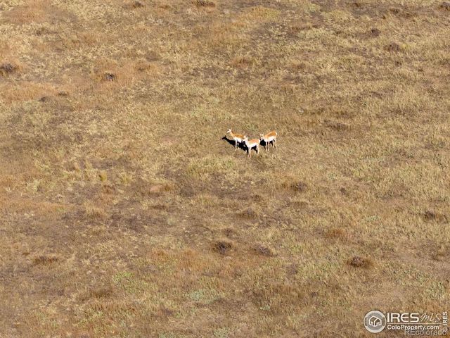 CR 82, Wellington, CO 80549