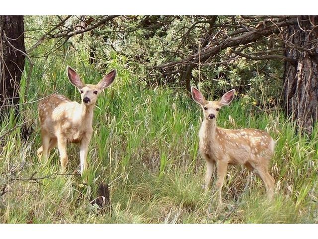 95 Rowell Dr, Lyons, CO 80540