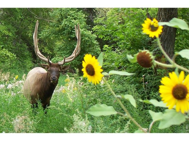 95 Rowell Dr, Lyons, CO 80540