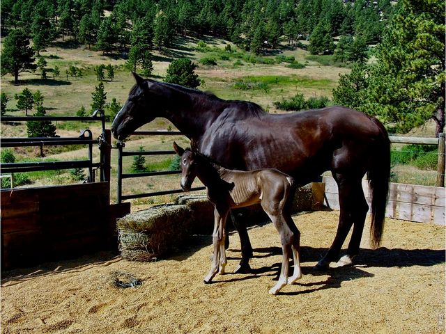 95 Rowell Dr, Lyons, CO 80540