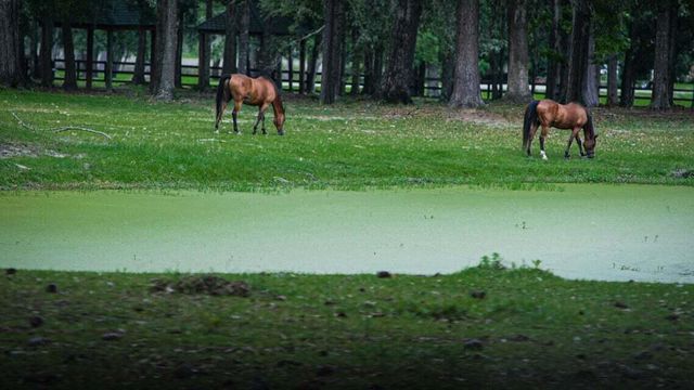 4715 Gold Cup Lane, Hollywood, SC 29449