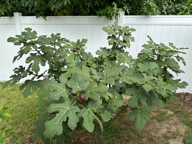 340 Emery Oak Dr., Murrells Inlet, SC 29576