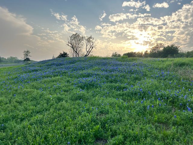 TBD 12 Palmyra, Palmer, TX 75152