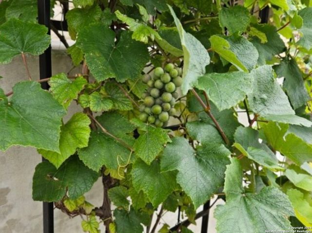 907 RANCH FALLS, San Antonio, TX 78245